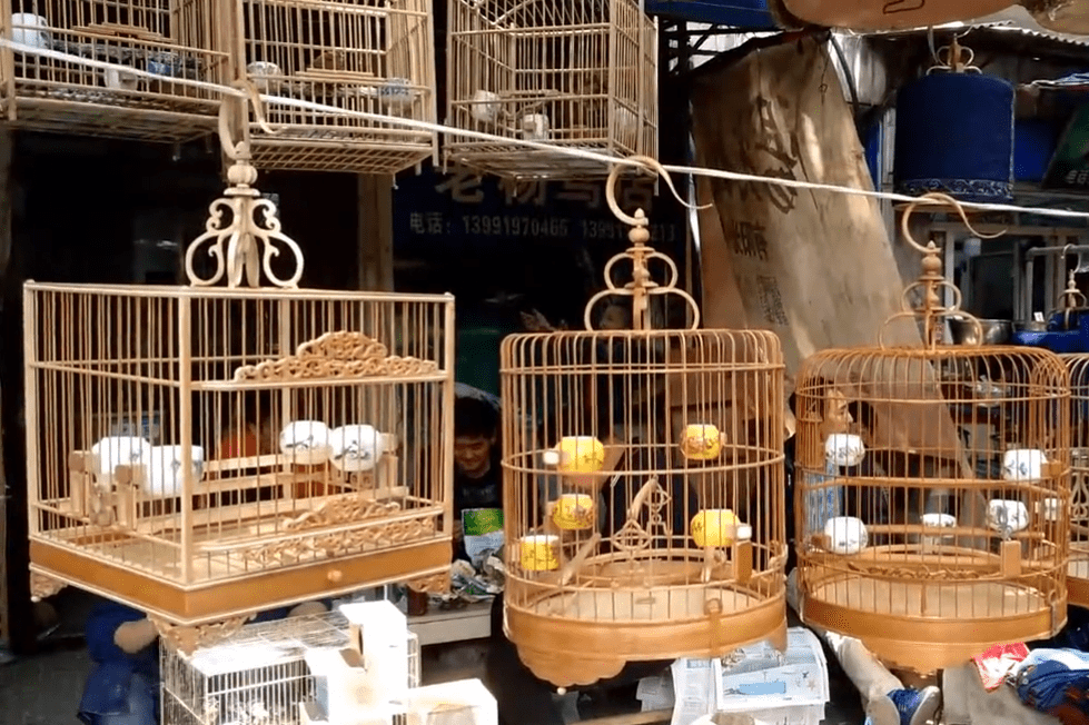 现在养鸟的大部分人群只是为了娱乐,所以家庭中的笼养鸟成了目前主要