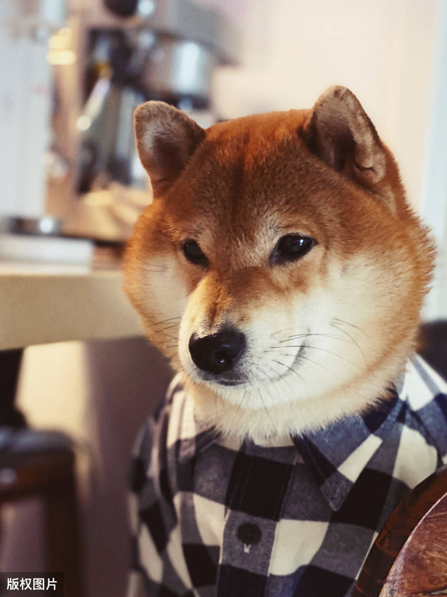 柴犬:虽然我是贵点,其实我还是很好养的!_狗狗_训练_主人