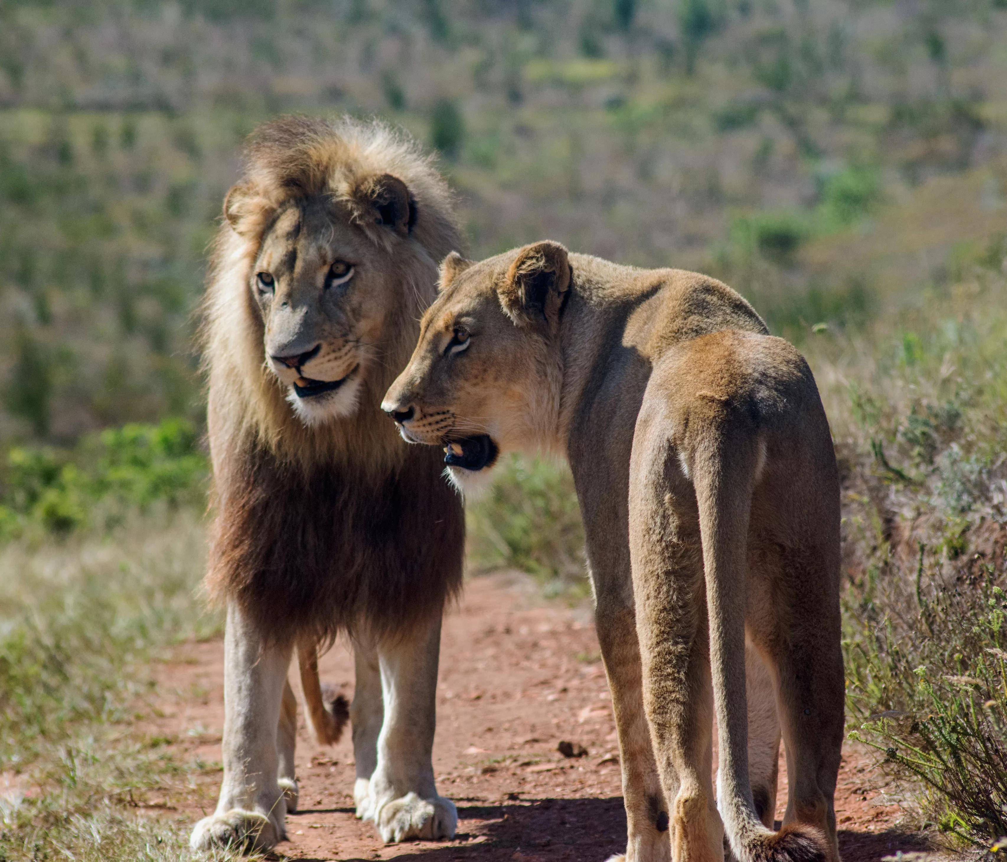 亚洲狮和非洲狮图片