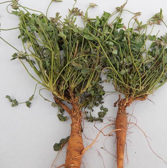 老人叫它"米口袋",味道像甘草,15块钱一斤,用处很大_农村_野菜_夏天