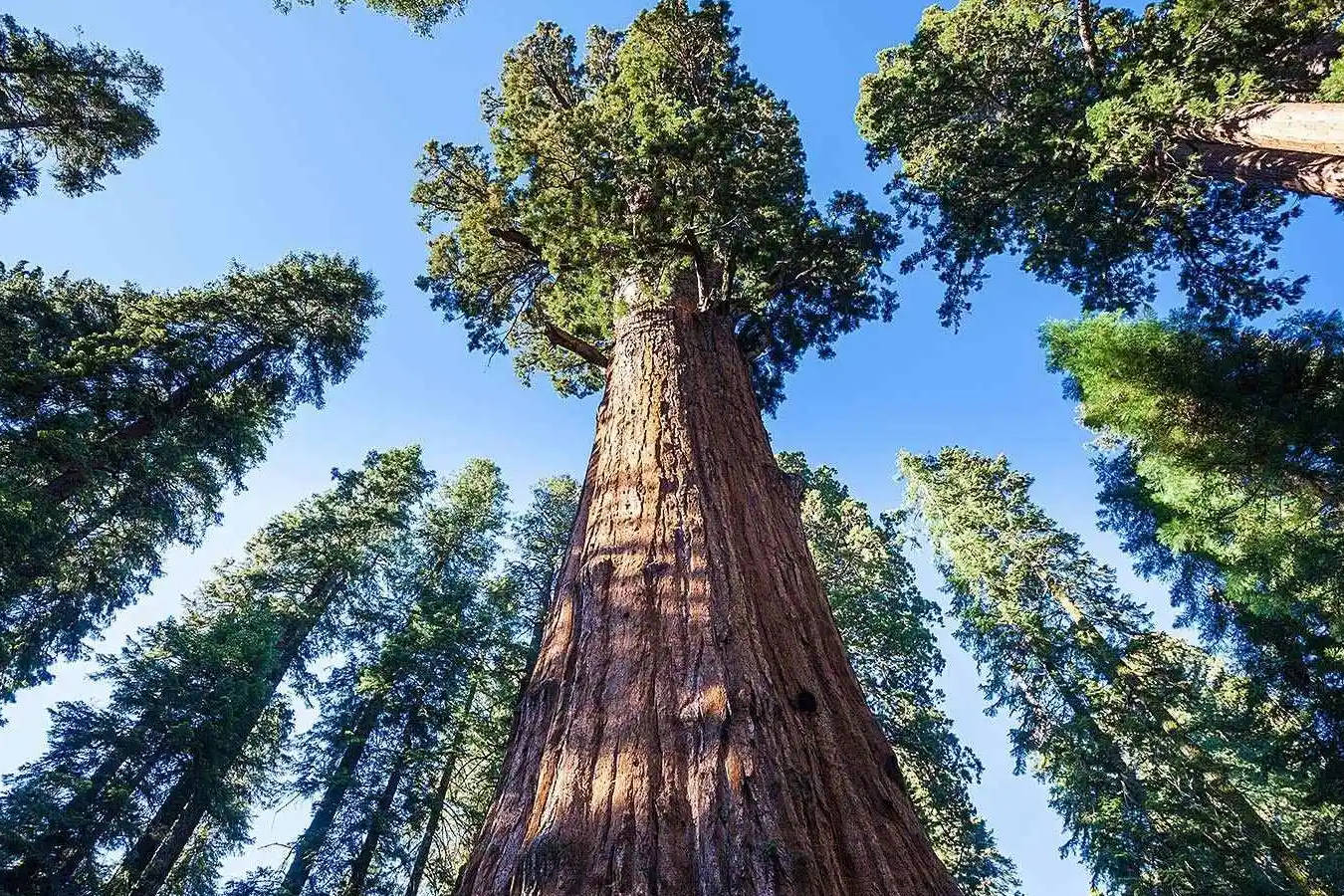 768米發現中國大陸最高的樹那世界上最高的樹木是多高呢