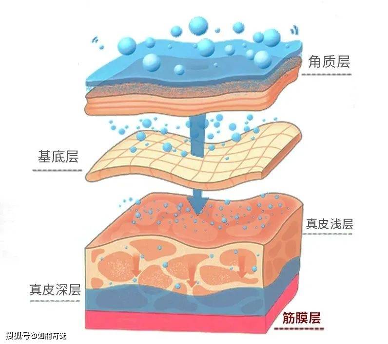 超声皮肤分层结构图图片