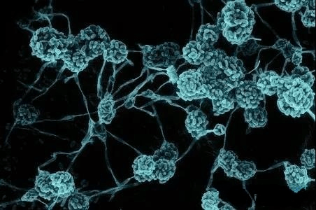 制药洁净区空气中飘浮的霉菌孢子怎么去除?_奥克泰士_产品_微生物