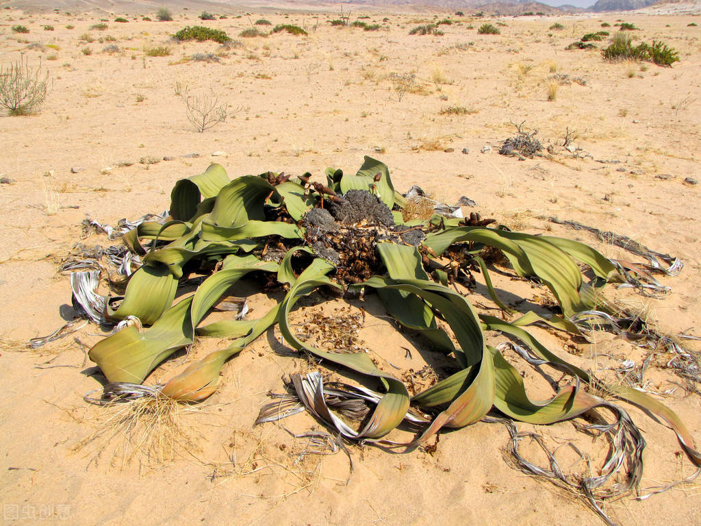 原创珍贵的千年寿星世界公认的沙漠大章鱼到底是啥生物