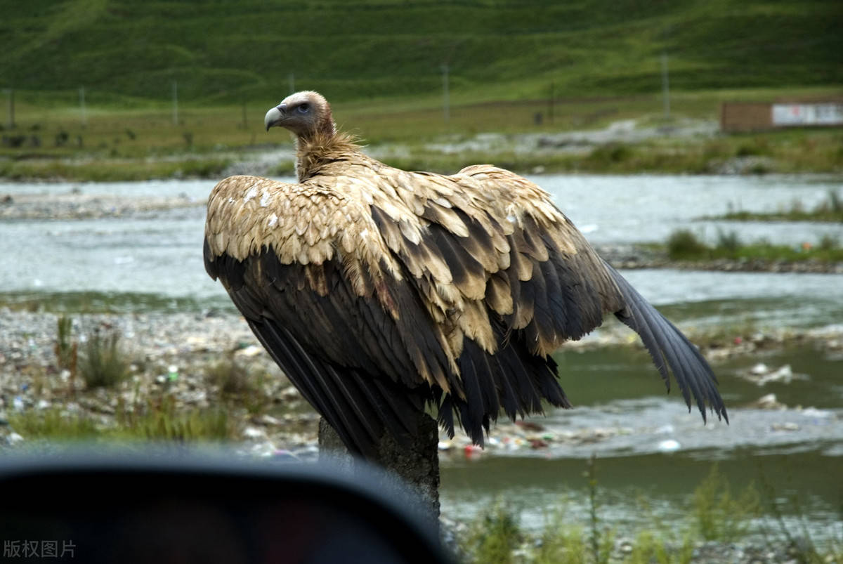 一猛禽座山雕,展翅能够飞跃珠峰,胃能够消化金属_秃鹫_缺乏食物_动物