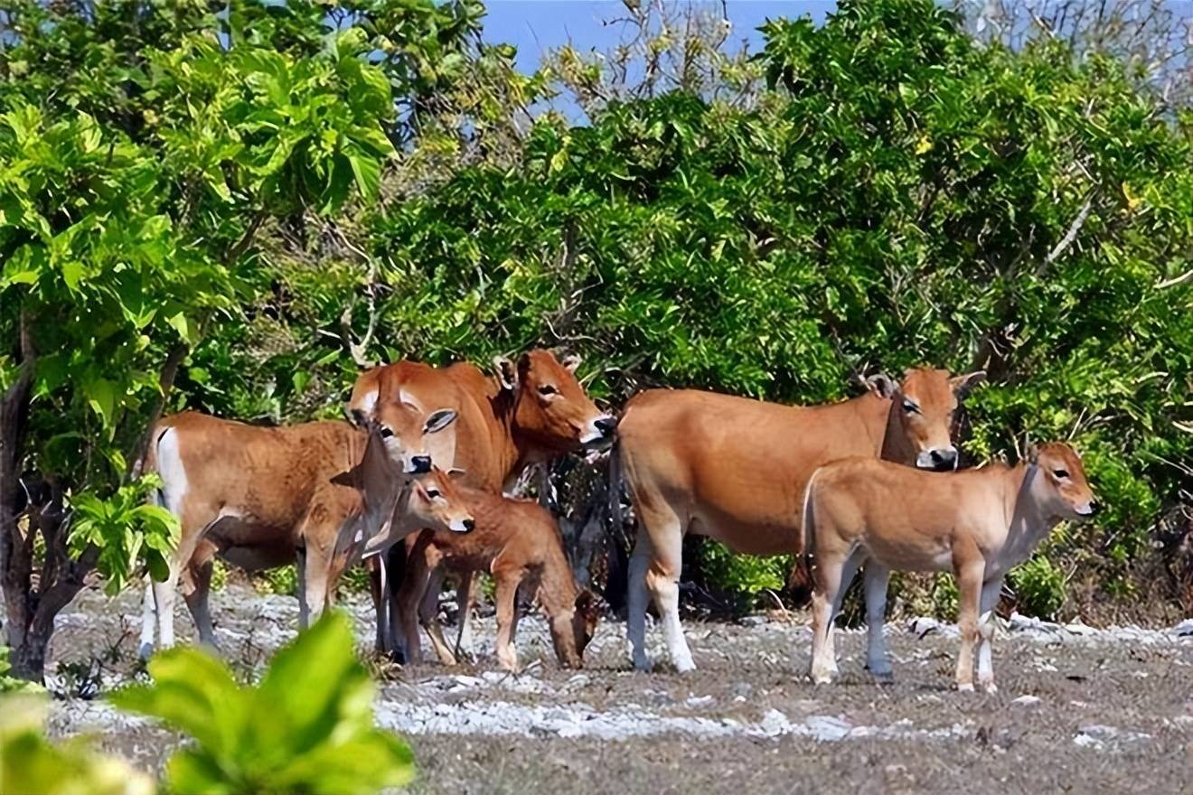 原创东岛400头野牛独立演化300年或存在回交为何近亲繁殖却没灭绝