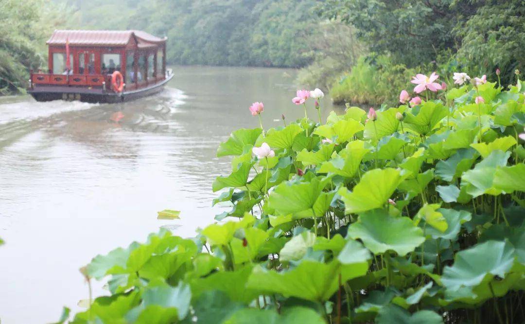 原创             离上海一小时、苏州半小时，这里有满池荷花、紫色花海和原味江南