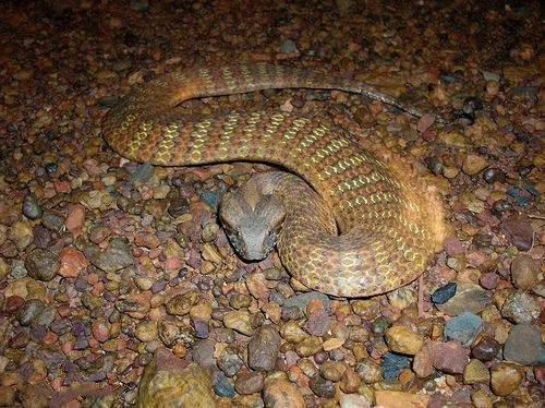 澳洲最毒的蛇之一南棘蛇,拥有令人无语的毒液,最快