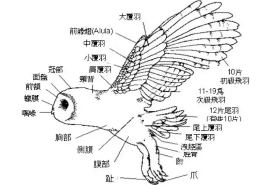 鸟的身体结构简图图片