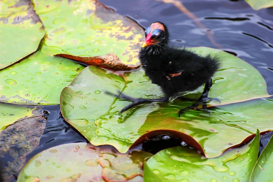黑水鸡幼崽戏水莲花池，那萌萌哒样子，特别惹人喜爱