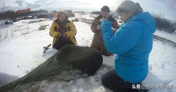一名参与救援行动的渔民,被小黑的忠诚感动,决定收养它,希望能陪着它