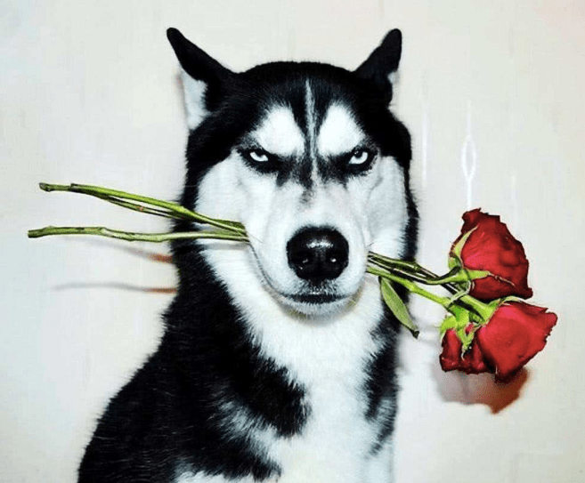 都2020年了,你单纯地以为哈士奇只有黑白吗?_颜色_基因_毛色