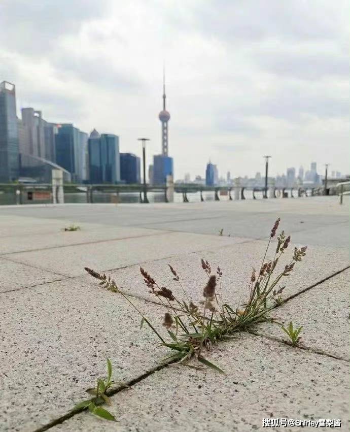 疫情下的上海景区：唐老鸭秒变“川沙草鸭”，南京路淮海路相约长草