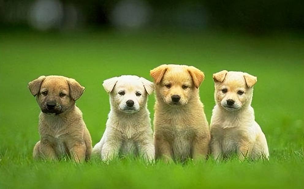 养犬知识 怎么增强狗狗抵抗力 营养 身体 驱虫