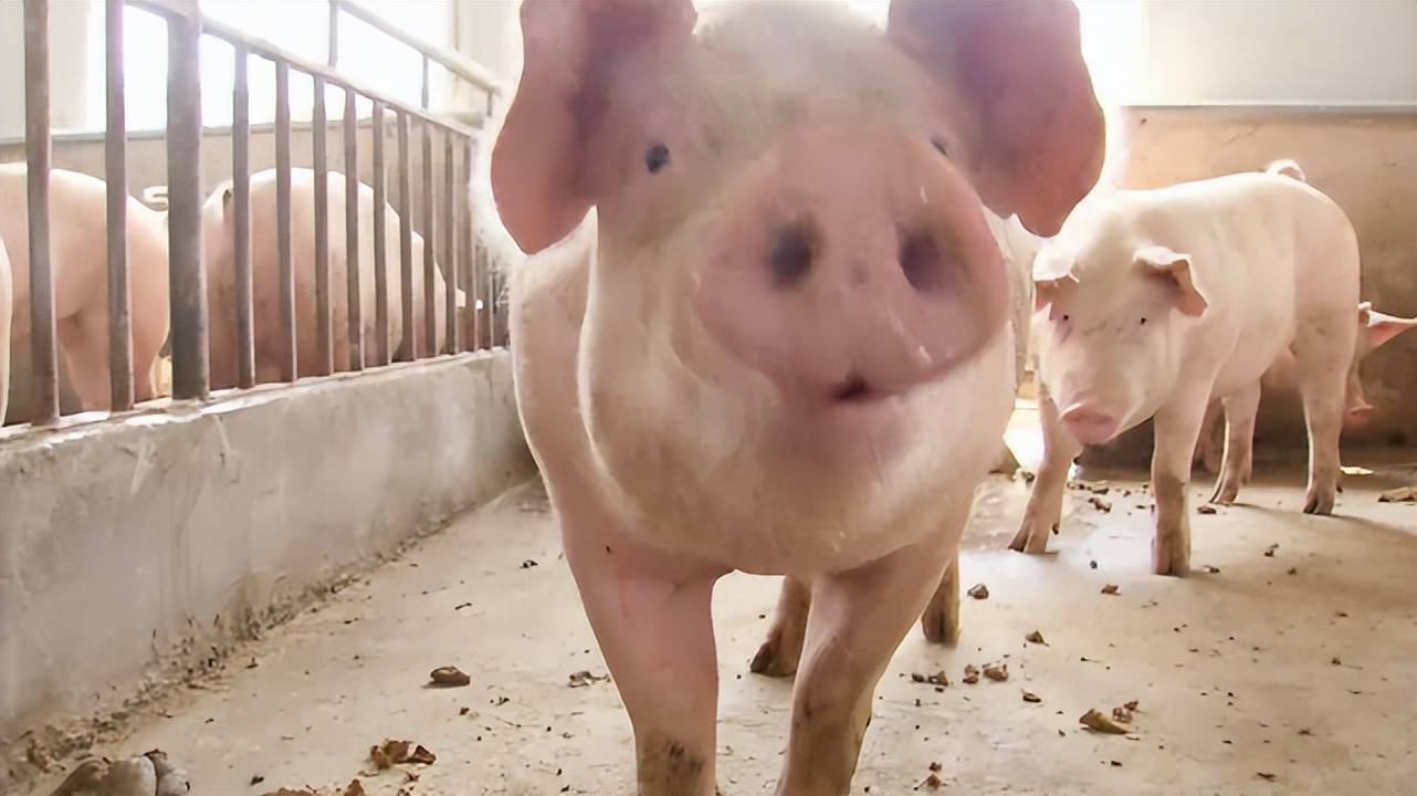 数据17家猪企负债2416亿元冷知识智能农机引爆精准农业