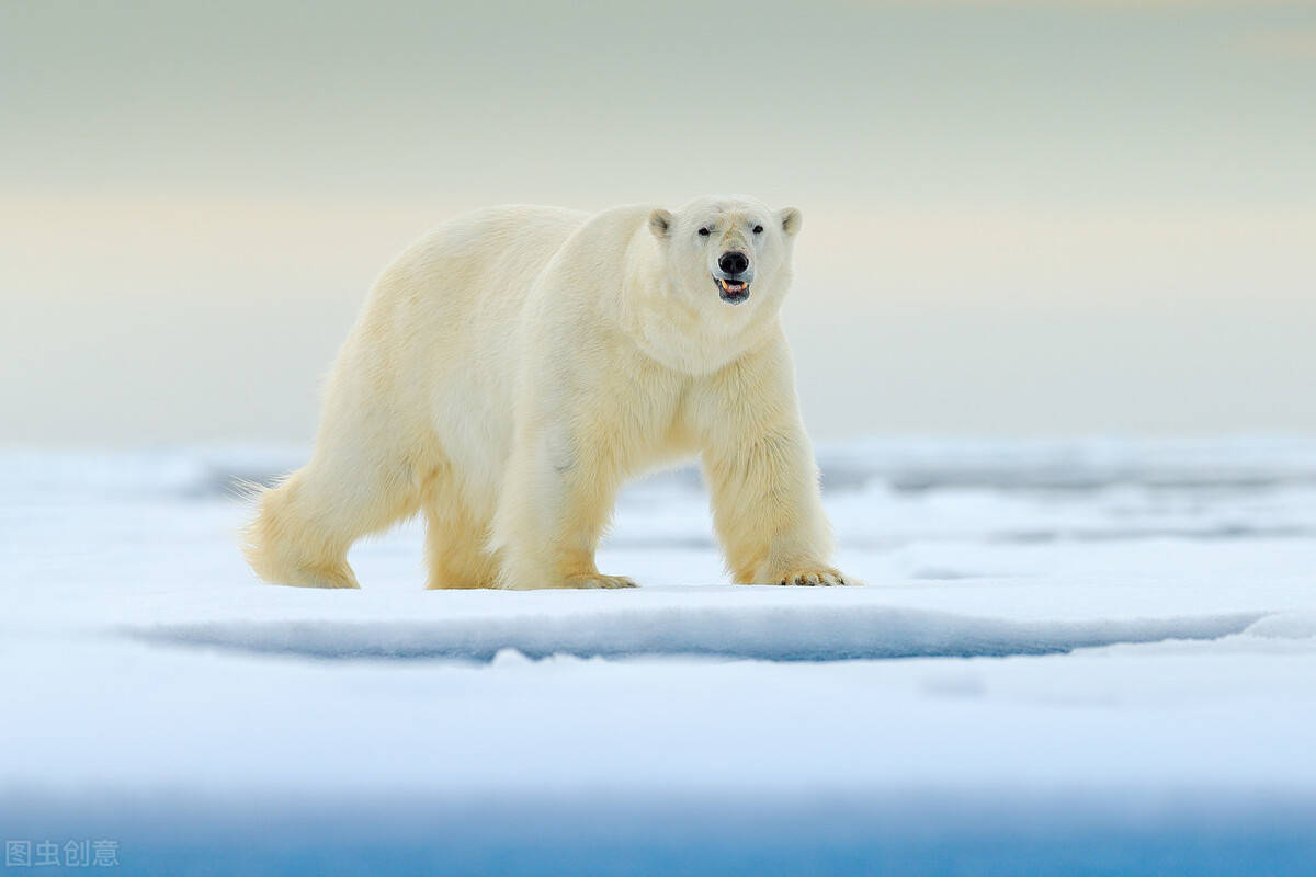 原创北极熊为什么不吃企鹅宝宝呢？北极熊到南极的后果西瓜视频告诉你
