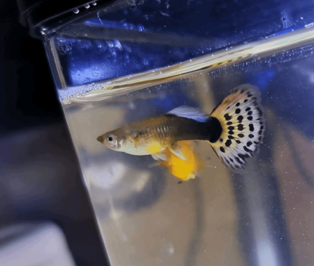 孔雀鱼的寿命有多久?_繁殖_因为_大鱼