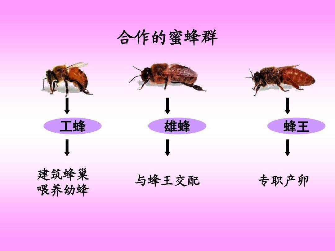 只因蜂王用了一计,作用可不小