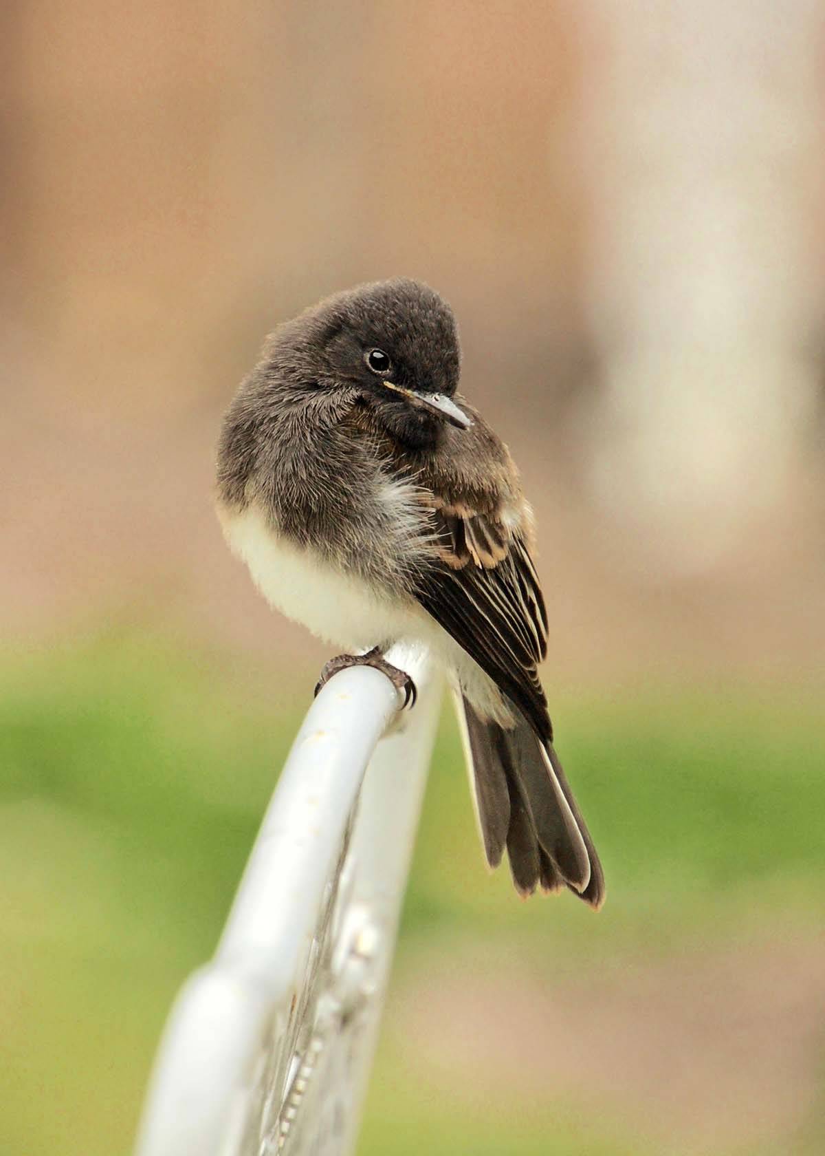 原创爱鸟摄影师拍摄的一组幼鸟超可爱的瞬间
