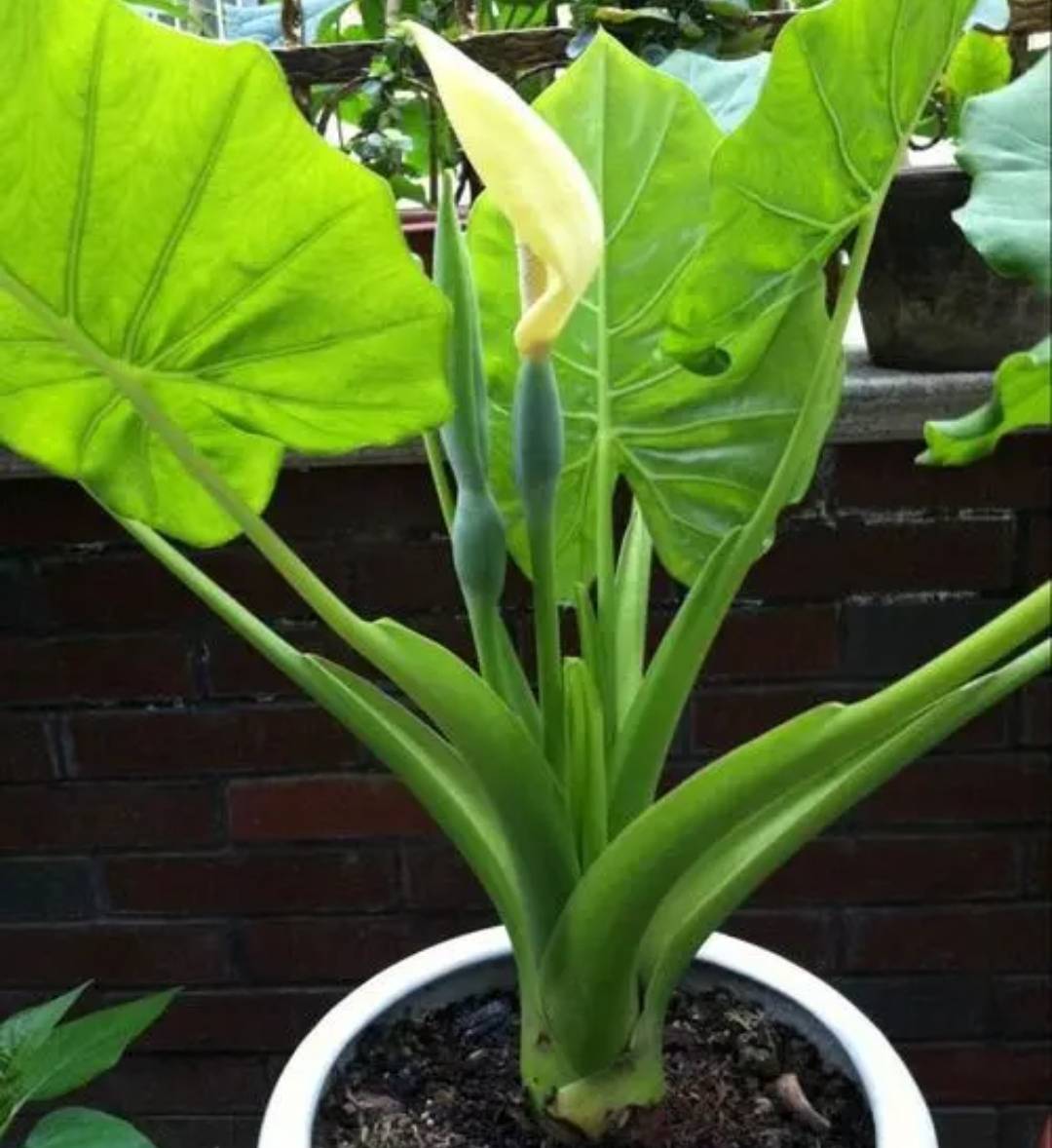 7种漂亮花,毒性大,室内别乱养,赶紧搬出来_有毒_植物_花卉