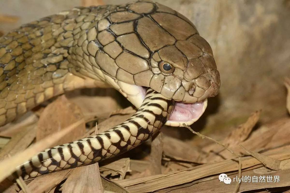 原创平头哥把毒蛇当做辣条还能百毒不侵是真的绝望了啊