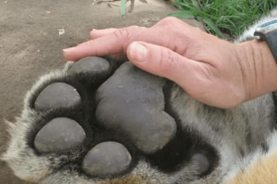 原創還想著滑鏟實拍畫面告訴你人和大型猛獸差距有多大