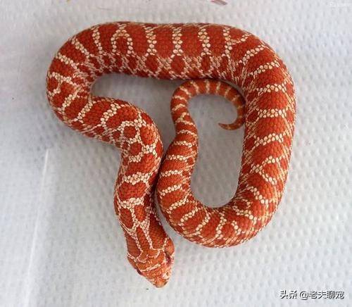 毒蛇界的"特朗普",小可爱猪鼻蛇:"没有人比我更懂装死"_宠物_市场_康