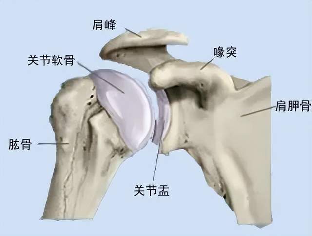 肩关节骨连接解剖图图片