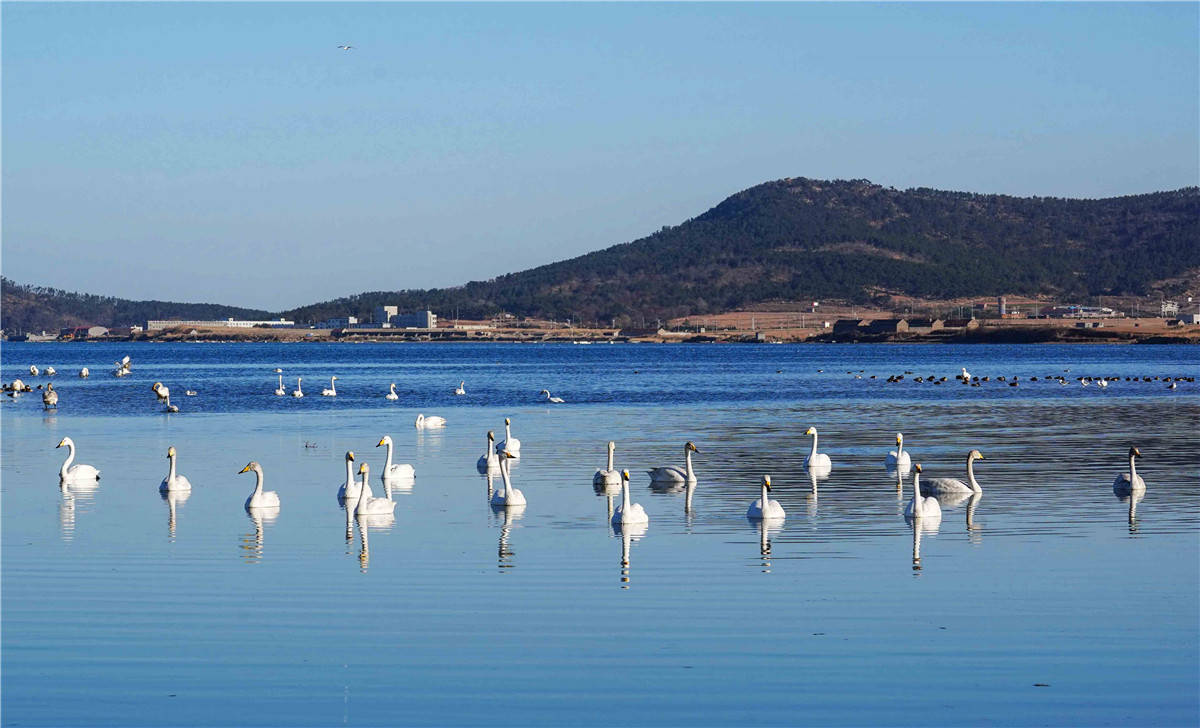 荣成天鹅湖景区图片