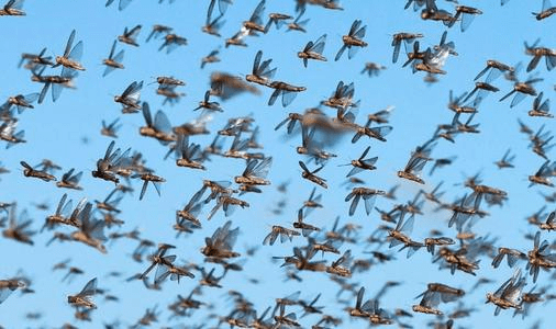 蝗虫群数量可达百千亿只它们靠什么聚集和迁徙的4va才是关键