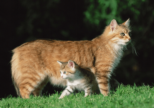 猫咪幼崽多大能独立?