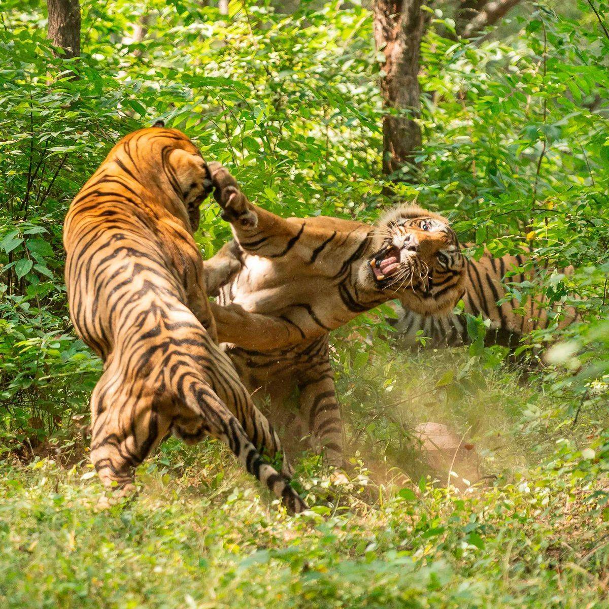 抛开数量谈竞争力是耍流氓,用模型推演虎豹,虎狼,狼猞猁的竞争_动物
