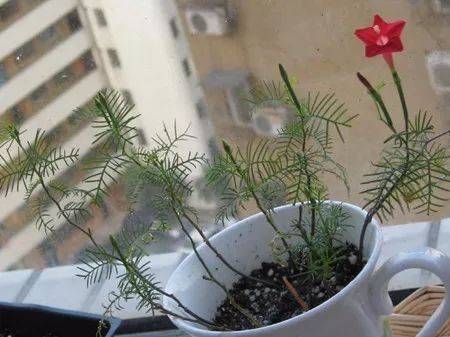 可以四季开花的五角星花没想到冬季也能播种繁殖