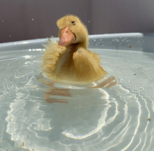 正在泡澡的崽崽,好开心鸭编辑兄弟坚持住,等我再拍几秒,过来救你