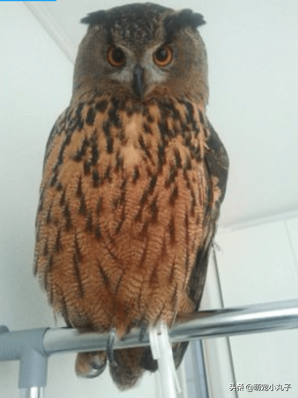 巨型猫头鹰跟女主人甜蜜撒娇怎么看都像是在举重健身
