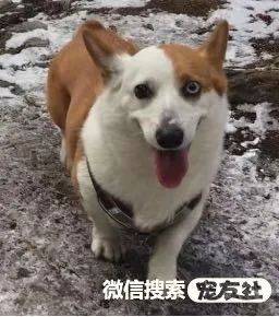 成都寻狗启事一只基因缺陷的异瞳柯基犬宠友社发布