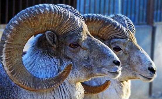 世界上最"狠"的羊,躲过无数天敌,却还是倒在自己的角上_羊角_进行_上