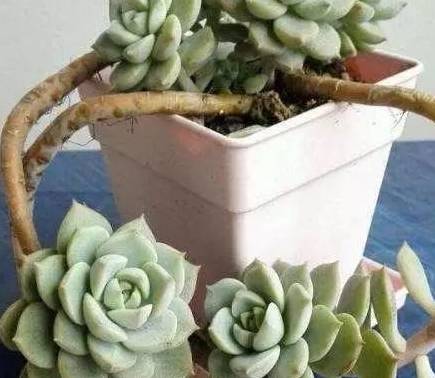 夏季 这4种多肉容易 黑腐 若浇水得当 也能轻松养 爆盆 Amp 白牡丹 植物