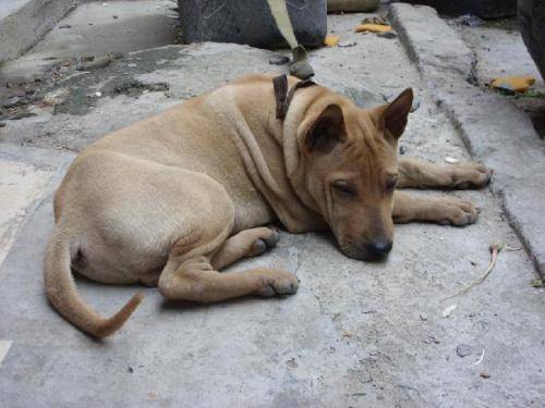 一根铁链子,一个脏铁盆,农村小土狗除了"看家"不配拥有其他吗_图片