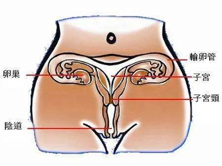 腹部子宫的位置图片图片