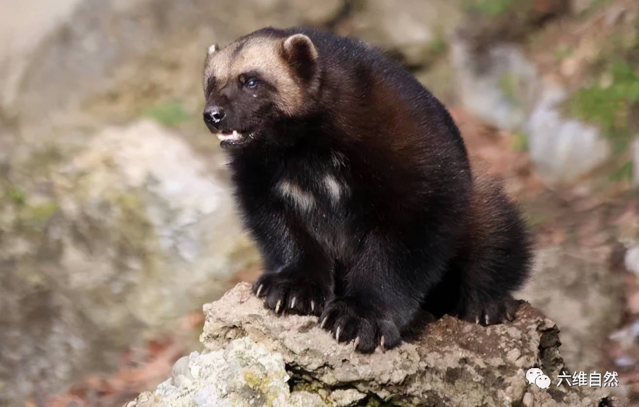原创最大的鼬科动物狼獾保护食物有奇特招式将尿液撒在食物周围