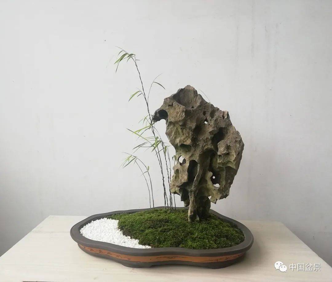 陈茂芳感悟竹石盆景