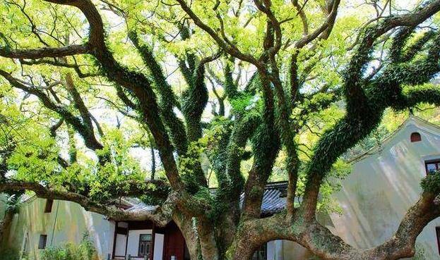 原创             浙江一棵树被称“地球独子”，全世界就一颗，警卫24小时看守