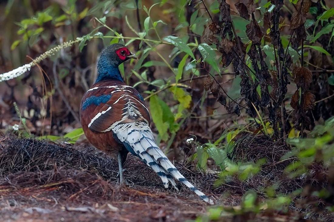 原创云南无量山发现哑巴鸡带娃觅食撞见人敢跳起来对峙让雏鸡先逃