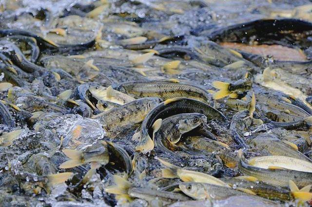 西藏羊卓雍措里的鱼多达8亿公斤，随手就能捞到，为何无人敢吃？