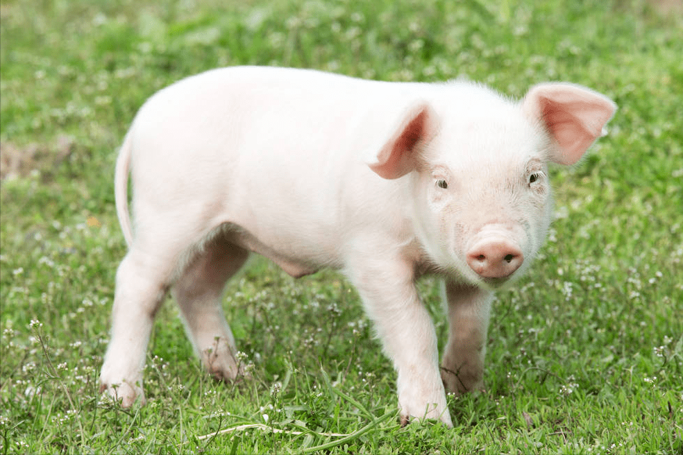 断奶仔猪全拉稀是什么原因为什么小猪一断奶就拉稀原因如下