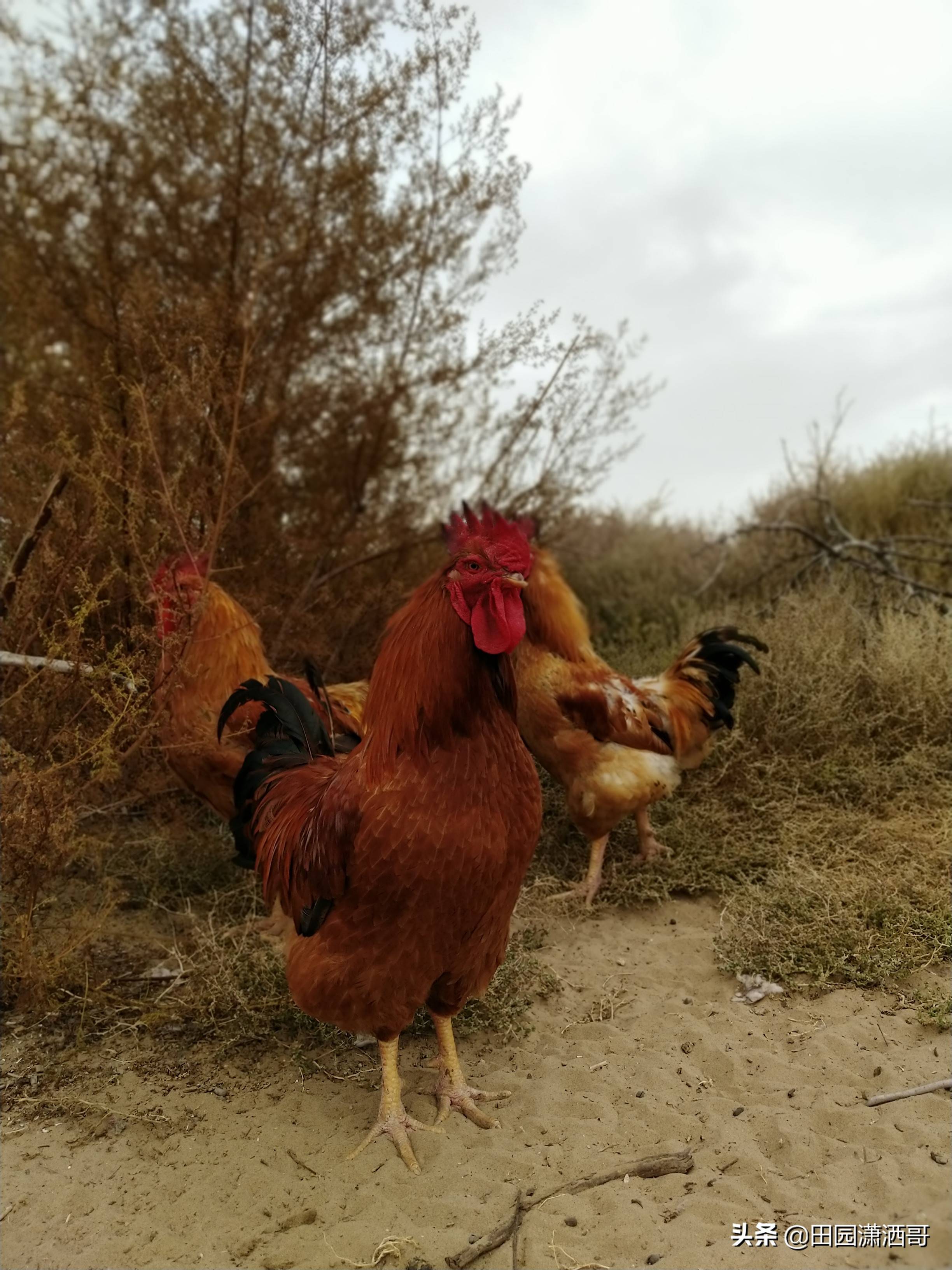 草原红公鸡图片