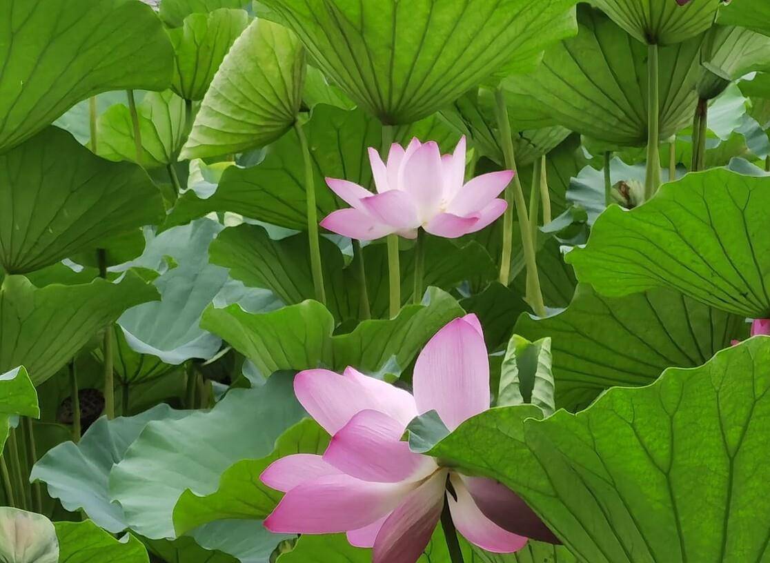 仲夏五月荷花八首