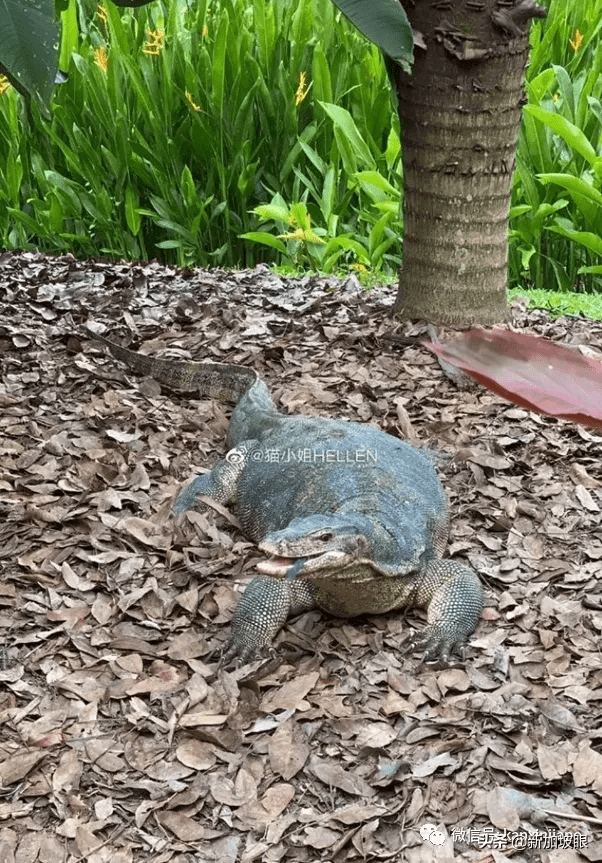 lizard),孟加拉巨蜥(clouded monitor lizard),杜氏巨蜥(dumerils