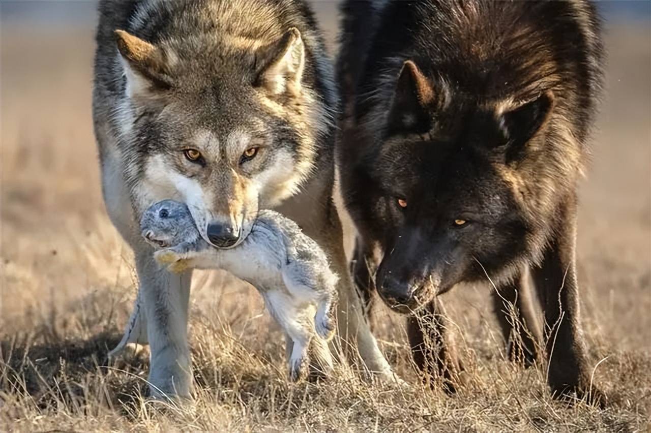 原创蒙古草原出现8只狼合围2匹蒙古马母马突然四肢跪地打滚狼群见状全